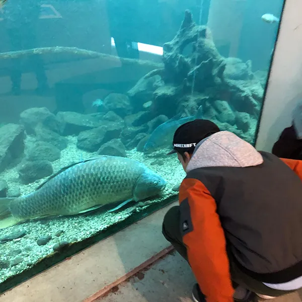 Élèves devant les aquariums de poissons d’eau douce suisses à la Maison de la Rivière