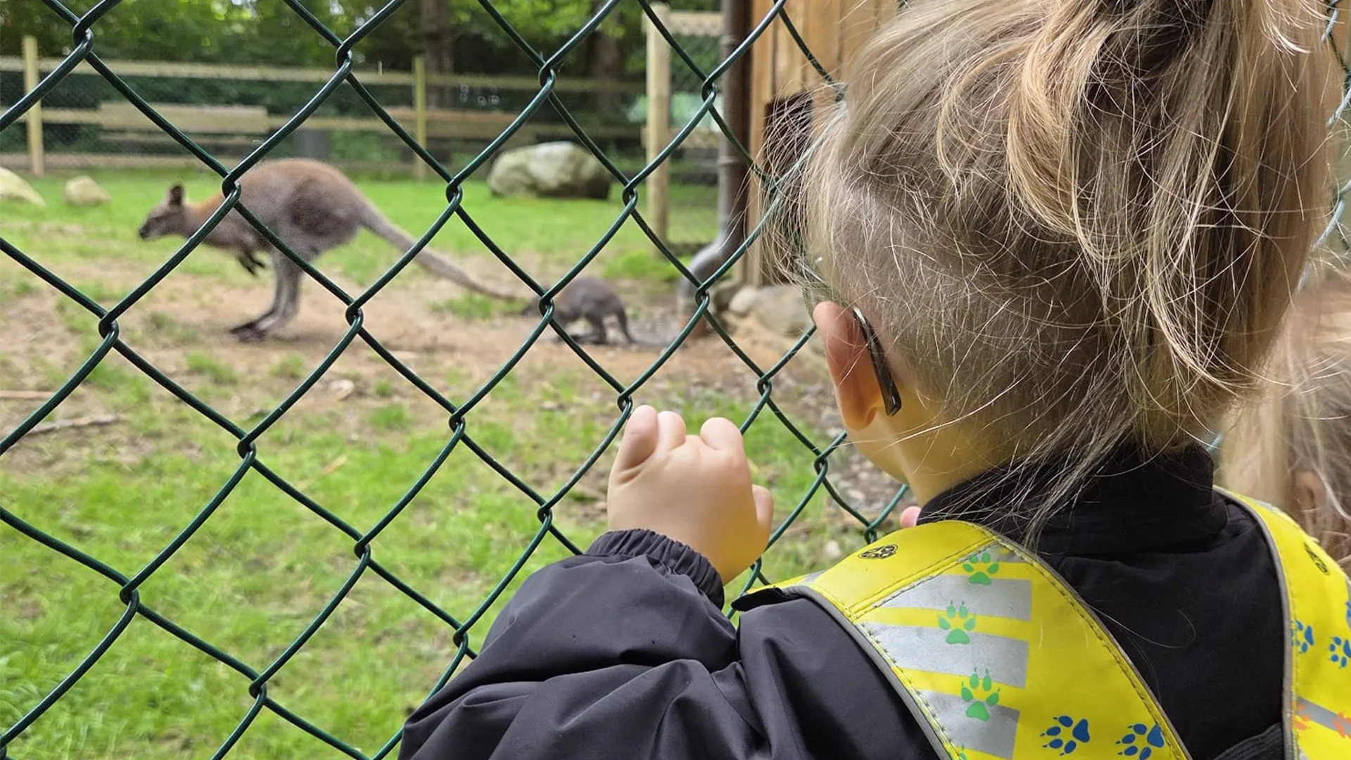 Enfant observant un kangourou dans l’enclos